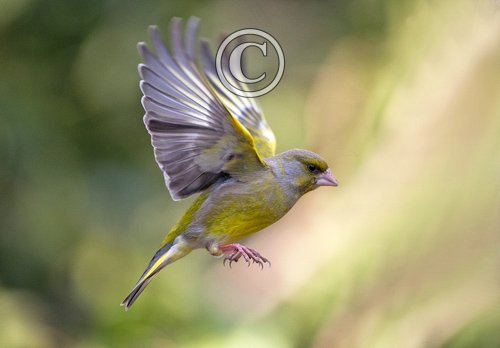 Male Greenfinch DM1796